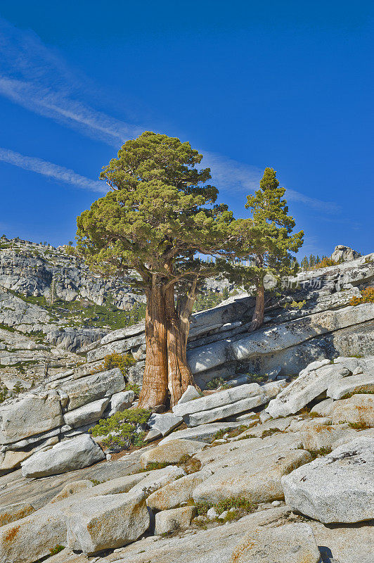 西杜松(Juniperus occidentalis)或大杜松(Juniperus grandis)，西杜松(Sierra western juniper)或西杜松(Sierra juniper)是一种灌木或乔木，原产于美国西部，生长在海拔800- 3000米的山区(很少在100米以下)